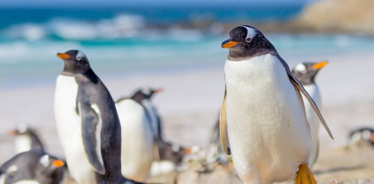 penguin